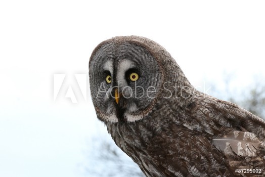 Picture of owl Strigiformes